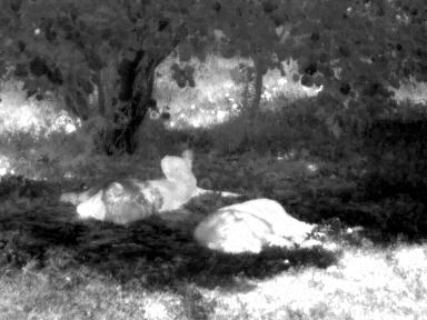 UTx210W Compact Economy Thermal Monocular